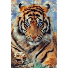 Pix Art Sanat Keskin Bakışlı Kaplan Pixart Sanat Elmas Mozik Tablo Daimond Türkiye 32*47