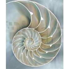 Pix Art Sanat Deniz Kabuğu Pixart Sanat Elmas Mozaik Tablo Diamond Türkiye 48*58