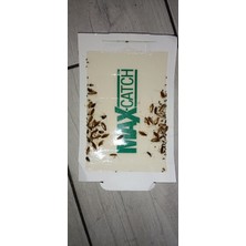 Catch Catchmaster Maxcatch Yapışkanlı Fare Tuzağı - 3'lü Kutu