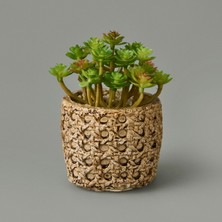 Hasır Efekt Saksıda Sukulent - 7X8X8 cm