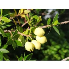 TNC Garden Groups Murt Ağacı Myrtus Communis