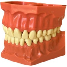 Diş Hekimliği Fakültesi Için 32 Li Fantom Sarı Dişli Plastik Çene