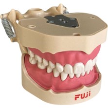 Fuji Diş Etli Çene