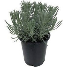 Lavanta Fidanı Angustifolia Saksıda 10-20 cm