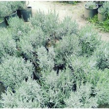 Lavanta Fidanı Angustifolia Saksıda 10-20 cm