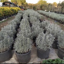 Lavanta Fidanı Angustifolia Saksıda 10-20 cm