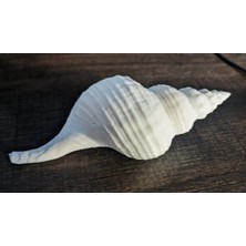 Dekoratif Mermer Görünümlü Plastik Deniz Kabuğu