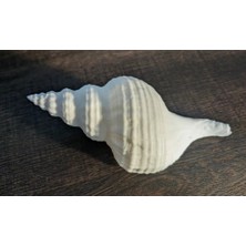 Dekoratif Mermer Görünümlü Plastik Deniz Kabuğu