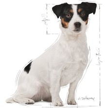Royal Canin Mini Adult +8 Yaş Yaşlı Köpek Maması 2 Kg