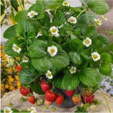 100 Adet Çilek Fidanı ( Kokulu Soğuklara Dayanıklı ) Açık Kök Firigo Anaç Fidan 1 Inci Sınıf