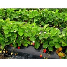 95 Adet Monterey Çilek Fidanı Açık Kök ve Taze Söküm ( Frigo )