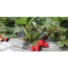 100 Adet Yediveren Çilek Fidanı Kokulu 1sınıf Anaç Fidan Frigo