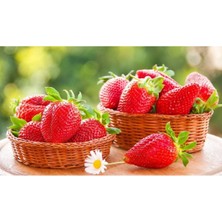 95 Adet Camarosa ( Yediveren ) Çilek Fidanı Açık Kök Taze Söküm ( Frigo )