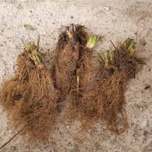 96 Adet Karme Çilek Fidesi Kokolu ve Açık Köktür