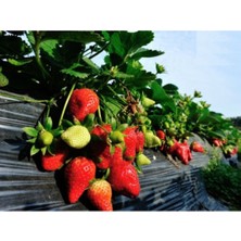 100 Adet Camarosa Çilek Fidesi Açık Kök Frigo ve Taze Sökümdür Garantilidir