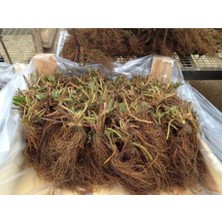 101 Adet (Çok Verimli Çilek Fidesi Kokolu ve 1 Inci Sınıf Açık Köktür