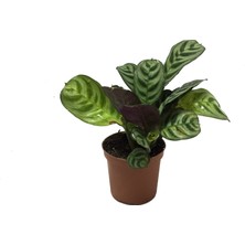 Betonish Ctenanthe 'Burle Marxii'