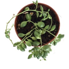Betonish Senecio Rowleyanus (Tesbih Çiçeği)