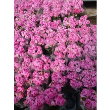 2 Adet Pembe Kalanchoe Fidesi