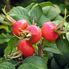 Rosa Rugosa Kuşburnu Fidanı