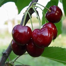 Napolyon Kiraz Fidanı