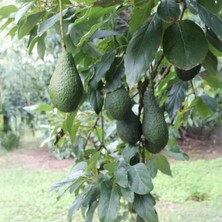 Pinkerton Avokado Fidanı