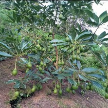 Hass Avokado Fidanı