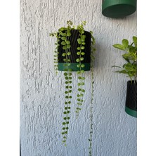 3'lü 3D Baskı Duvar Saksı Seti - Büyük Boy (18CM) – Modern Tasarım, Siyah & Yeşil, Duvara Monte