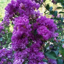 Mor oya Ağacı (60-100 CM)
