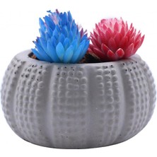 Beton Kaktüs &amp; Sukulent Saksısı, 2&amp;#39;ıi Set