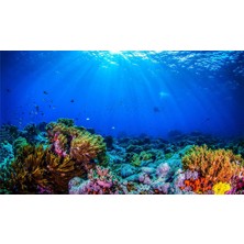 Kanki Pet KP8550032 Akvaryum Arka Fon Yapıştırma