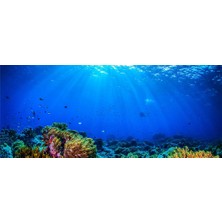 Kanki Pet KP1556532 Akvaryum Arka Fon Yapıştırma