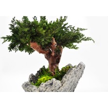 Doğal Bonsai Ağacı – Bakım Ihtiyacı Olmayan, %100 Doğal Şoklanmış Bitki, El Yapımı Dekoratif Bitki
