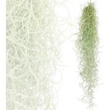 Ispanyol Yosunu Tillandsia Usneoides Air Plant Büyük Boy