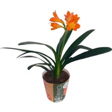 Clivia Miniata (Klivya Çiçeği)