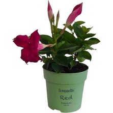 Mandevilla / Sandavilla Çiçeği Kırmızı Çiçekli