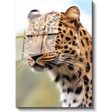 Leopar Portresi - Vahşi Bakış Cam Tablo