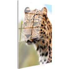 Leopar Portresi - Vahşi Bakış Cam Tablo