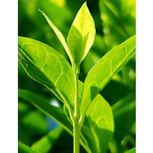 Nubea Solutia Şampuan 200 ml