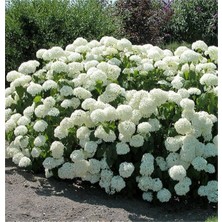 Beyaz Ortanca (30-50 Cm)