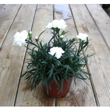 Thebestonline Kokulu Bodur Beyaz Karanfil