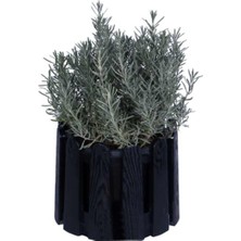 Lavanta Fidanı Saksıda Lavandula Officinalis 10-20 cm