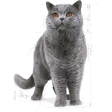 Royal Canin British Shorthair Adult Yetişkin Kedi Maması 10 Kg