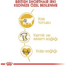 Royal Canin British Shorthair Adult Yetişkin Kedi Maması 10 Kg