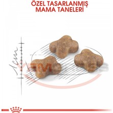 Royal Canin Kitten Yavru Kedi Maması 10 Kg