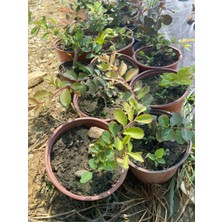 Pembe Oya Ağacı Fidanı 1 Yaşında