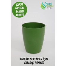 Orkide Saksısı Koyu Yeşil  Dekoratif Dış Saksı 1 Adet- 12 Pot Şeffaf Orkide Üretim Saksısı Hediyeli