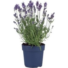 Lavanta Fidanı 4 Adet 10-20 cm