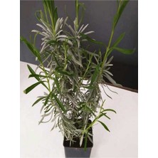 Lavanta Fidesi Fidanı 10-20 cm