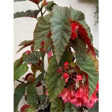 Çilli Begonya Çiçeği Fidesi Fidanı 10-20 cm